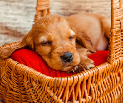 The small dog sleeping   in the cubby