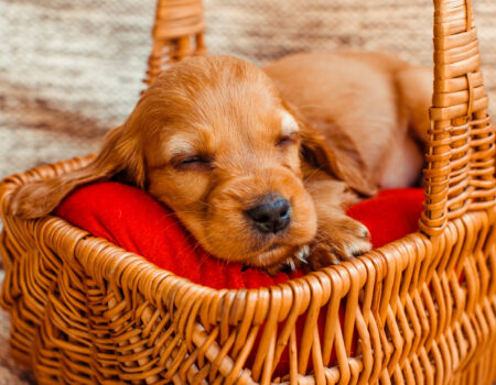 The small dog sleeping   in the cubby