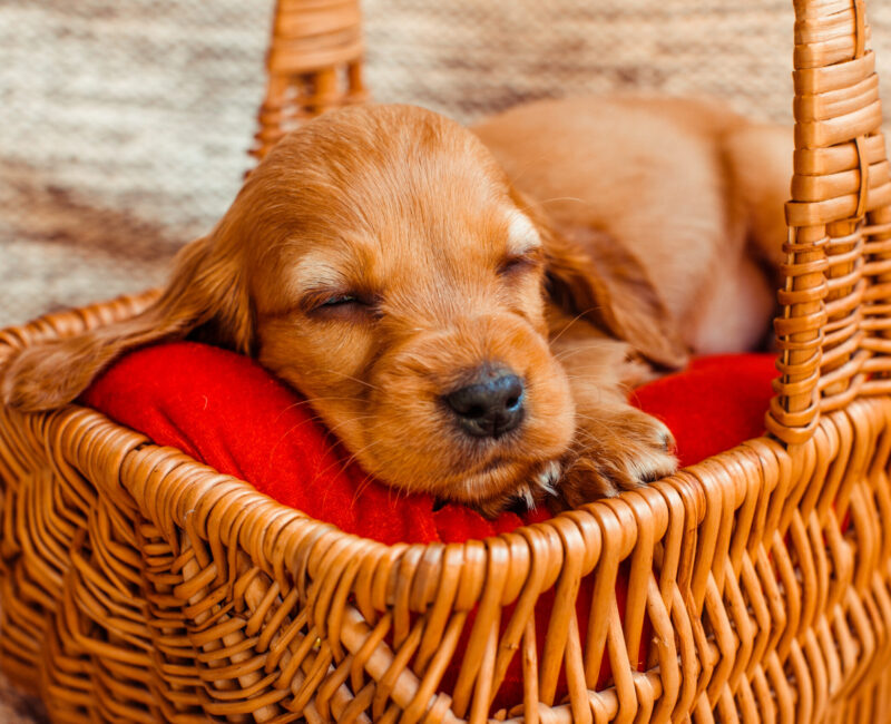 The small dog sleeping   in the cubby