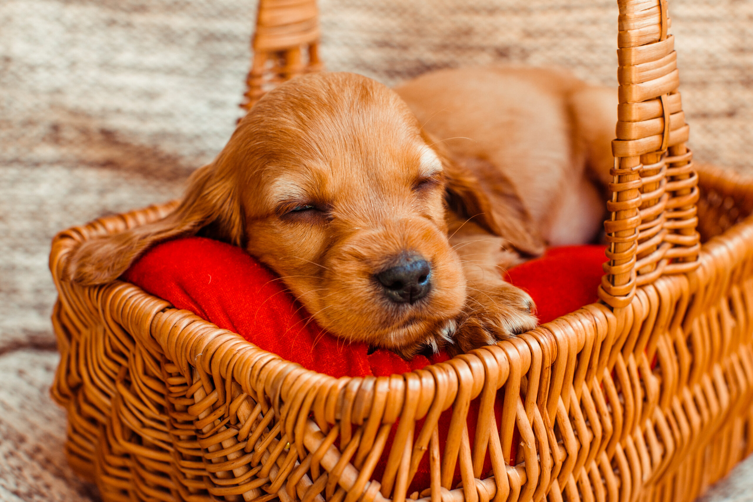 the small dog sleeping in the cubby scaled - Reconectar através do sono